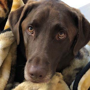 Meet your Posher, Lisa